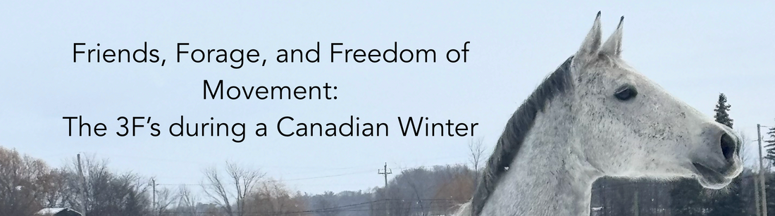 Friends, Forage, and Freedom of Movement: The 3F’s during a Canadian Winter