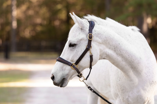 Ergonomic Halter with Black Padding