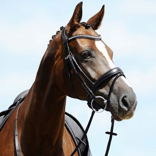 horse wearing passier atlas snaffle bridle ontario canada black