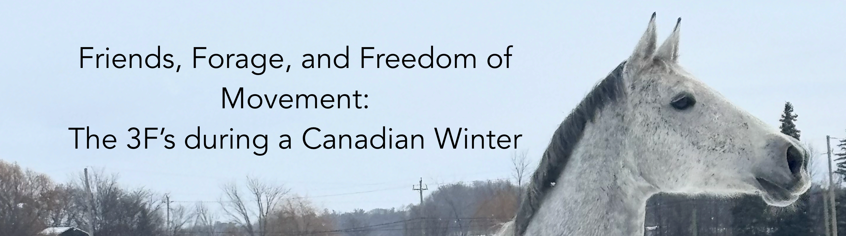 3f Friends Friends, Forage, and Freedom of Movement: The 3F’s during a Canadian W ...