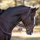 Free Motion Breastplate